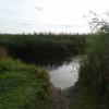 Narew w Topilcu, Joanna