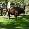 żubr, ZOO w Białymstoku, Joanna