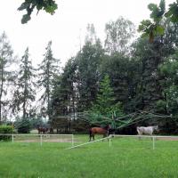 Konie 'na siłowni', czyli w kieracie, allie