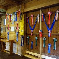 Ekspozycja trofeów zdobytych przez janowskie konie, allie