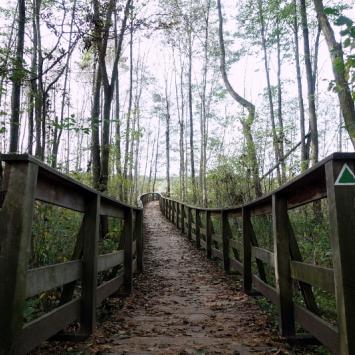 Poleski Park Narodowy - ścieżka "Dąb Dominik" - zdjęcie