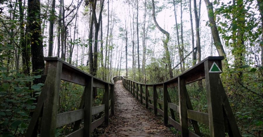 Poleski Park Narodowy - ścieżka "Dąb Dominik" - zdjęcie