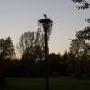 Bocian, Ogród Botaniczny Łódź, tomtur
