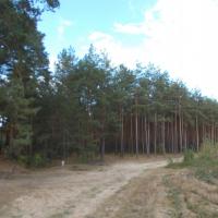 Powrót. Las blisko wioski Wiosna, tomtur