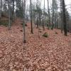 , Jaszmir