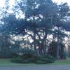 Park, drzewa, tomtur