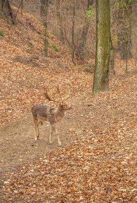 Arboretum Bramy Morawskiej