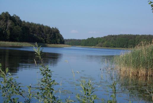 Łąkie jezioro, tomtur