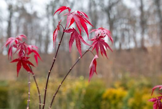 Arboretum Bramy Morawskiej