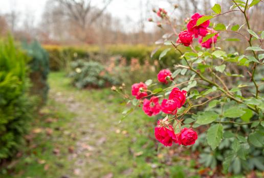 Arboretum Bramy Morawskiej