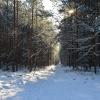 Spacer lasem, Wymysłówek, Maciej A