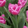 Ogród botaniczny Łódź,tulipany, tomtur