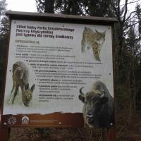 fauna Puszczy Knyszyńskiej, Joanna