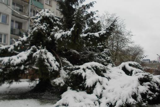Czy te iglaki coś kryją?, tomtur
