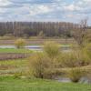 Starorzecza Nowe Kolnie