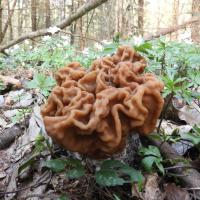 piestrzenica olbrzymia, Joanna