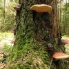 Puszcza Białowieska, Joanna