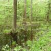 Puszcza Białowieska, Joanna