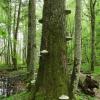 Puszcza Białowieska, Joanna