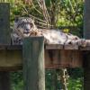 Zoo 