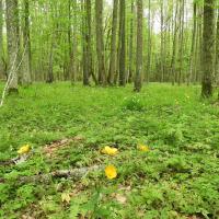 Puszcza Białowieska, Joanna