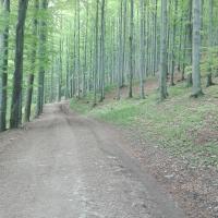 szlak, mirosław