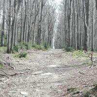 szlak, mirosław