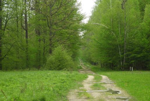 Puszcza Białowieska, Joanna