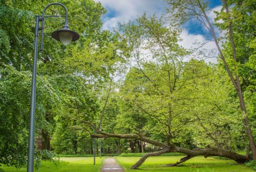 Park zabytkowy przy pałacu
