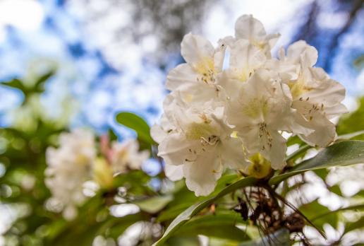 Arboretum w Lipnie- rododendron