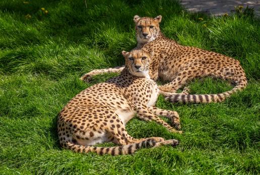 Zoo 