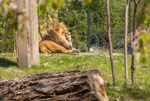 Zoo 
