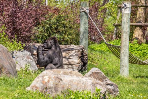 Zoo 