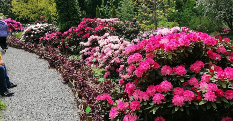 Arboretum w Wojsławicach 2021r. - zdjęcie