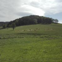 stado krów, mirosław