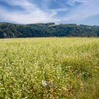 Jura Glamp - glamping na łonie natury
