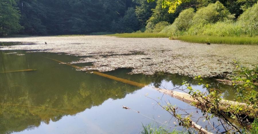 Pójdę w Połoniny... czyli na szlaku z bieszczadzkimi aniołami – Dzień VII (Jeziorka Duszatyńskie, Komańcza) - zdjęcie