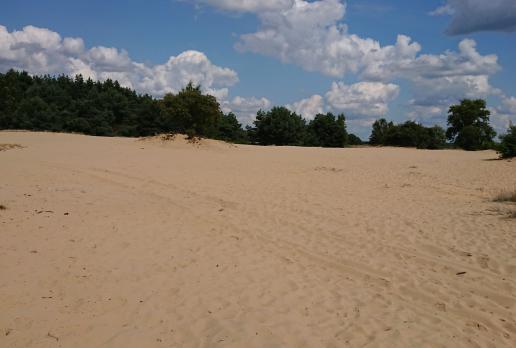 Wydmy śródlądowe, Mariusz