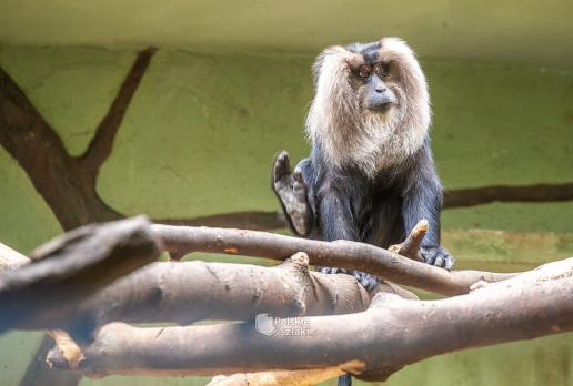 Zoo w Łodzi