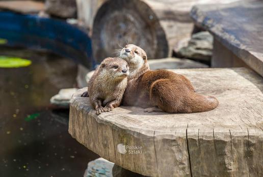 Zoo w Łodzi