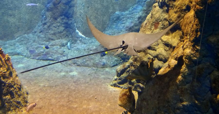 Jeden dzień we Wrocławiu - Zoo/Afrykarium - zdjęcie