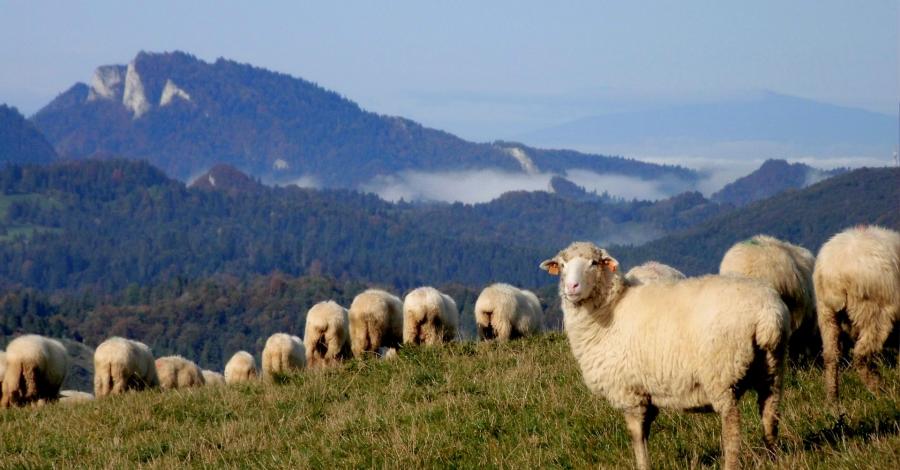 Jesienne Pieniny - Dzień III - Przez Rezerwat Białej Wody i Wąwóz Homole - zdjęcie