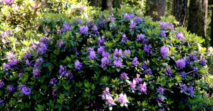 W królestwie rododendronów - Park Krajobrazowy Lasy nad Górną Liswartą - zdjęcie