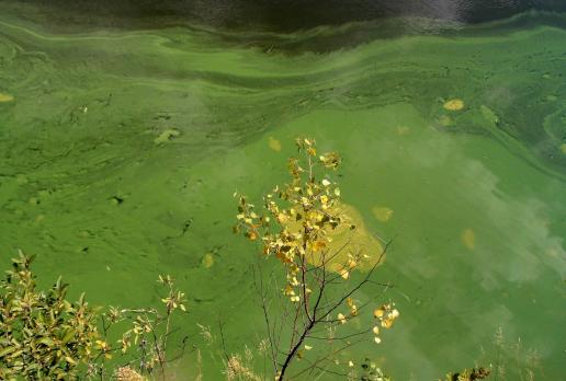 Zapora Pilchowice, Magdalena