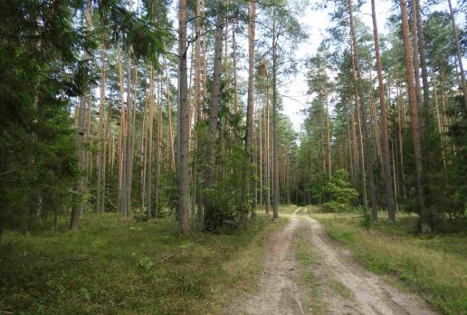 Puszcza Knyszyńska - okolice Jeziora Komosa, Joanna