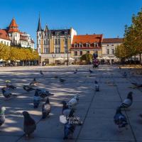 Rynek w Pszczynie