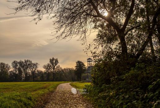 Graniczne Meandry Odry i wieża widokowa w Zabełkowie
