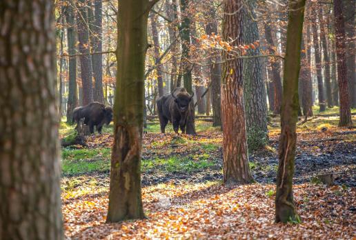 Żubry w ich naturalnym środowisku - król puszczy