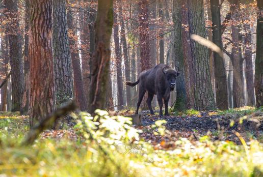 Żubry w ich naturalnym środowisku - król puszczy