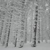 widok, mirosław